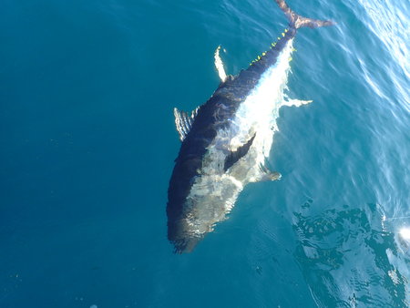 Einmal gingen wir fremd und versuchten es auf Blau-Flossen-Thunfisch mit schweren Gerät. Wir hatten sehr viel Glück und konnten 5 Thunfische an einem Tag fangen.\\n\\n03.11.2023 19:27