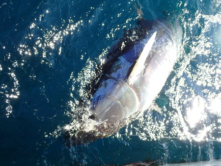 Einmal gingen wir fremd und versuchten es auf Blau-Flossen-Thunfisch mit schweren Gerät. Wir hatten sehr viel Glück und konnten 5 Thunfische an einem Tag fangen.\\n\\n03.11.2023 19:27